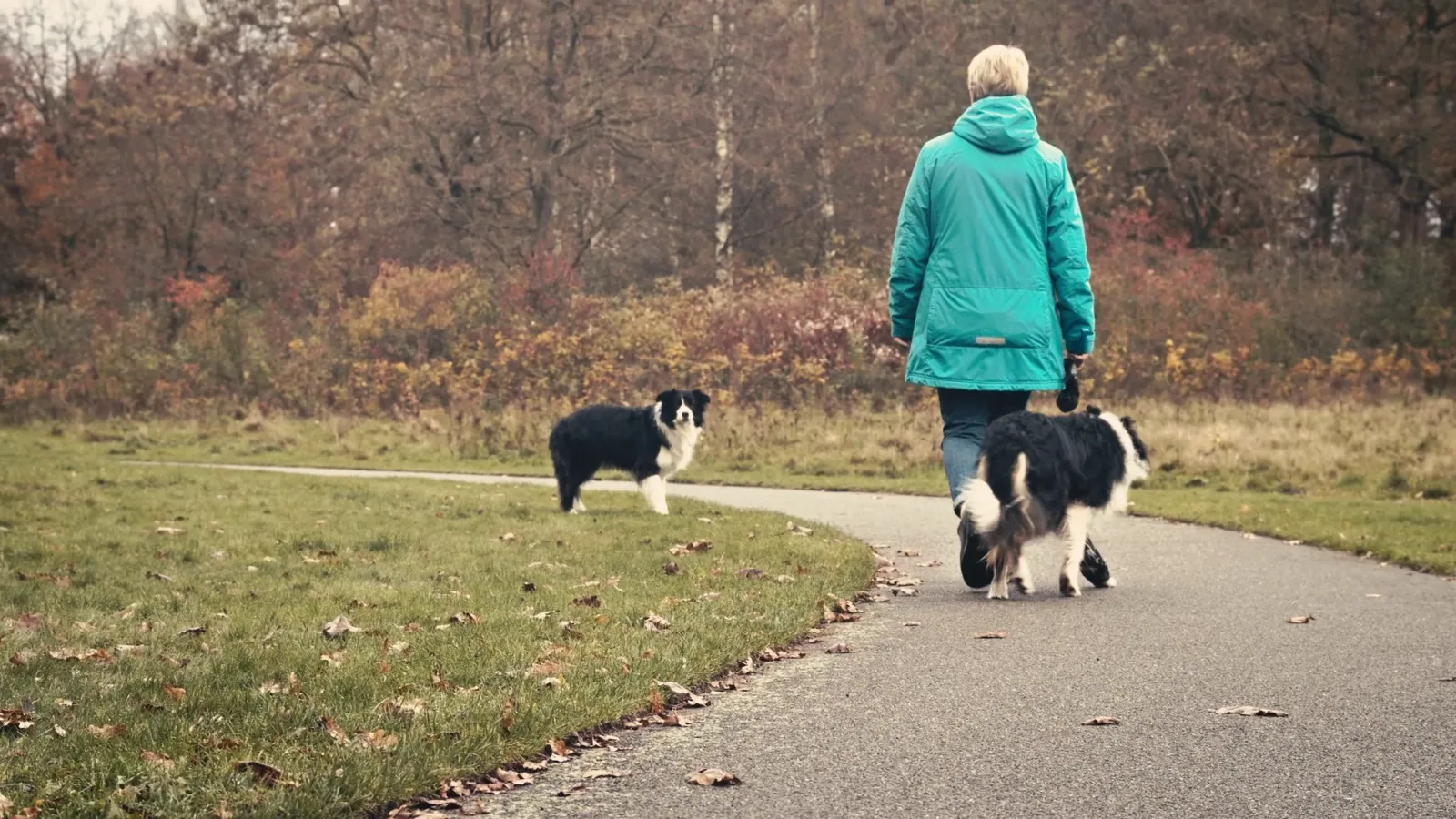 Karin Dekker wandelt met haar honden